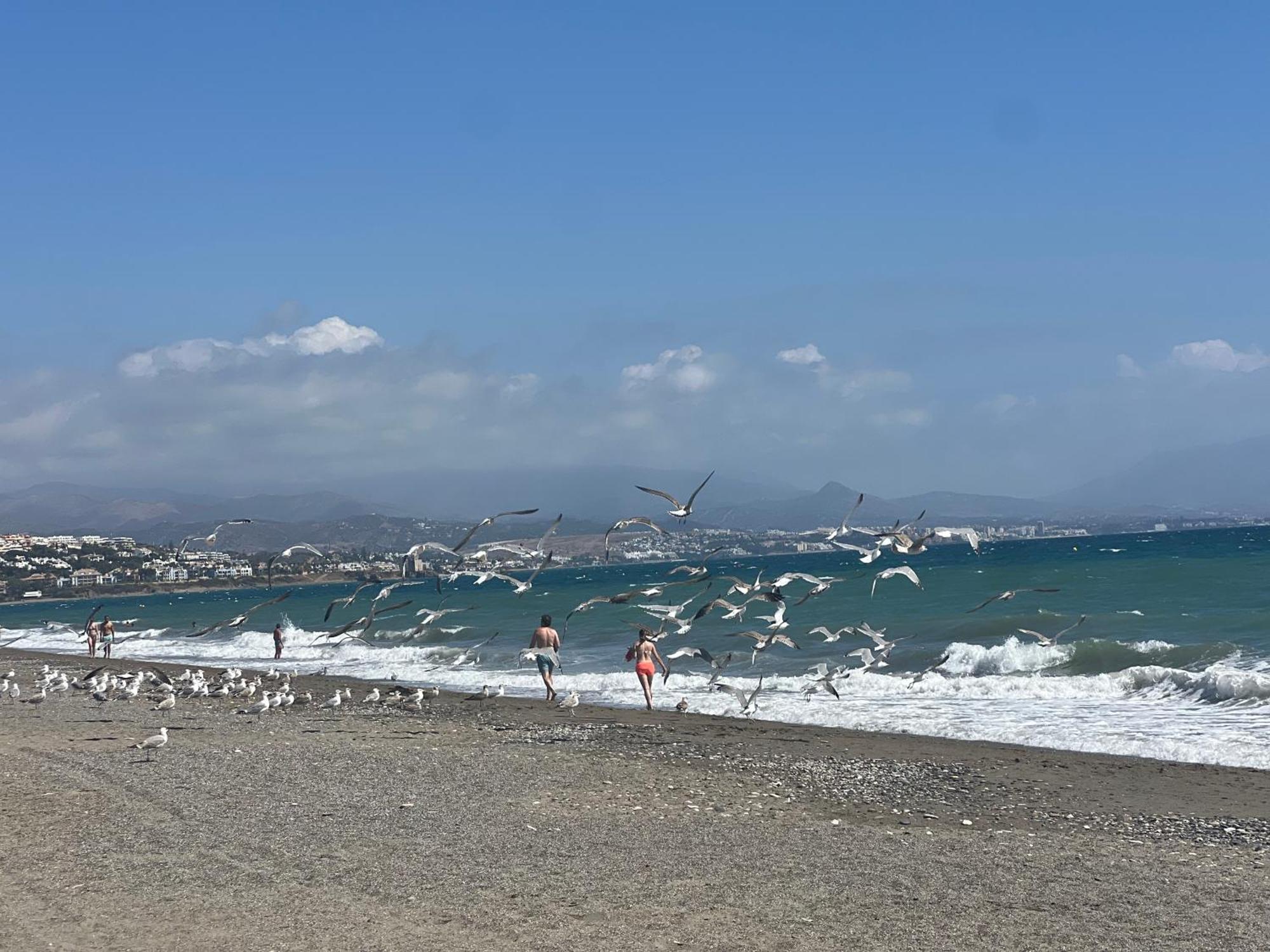 Apartament Puerto De La Duquesa Manilva Zewnętrze zdjęcie
